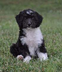 Our Aussiedoodles Aussiedoodle Cute Cats And Dogs Puppies For Sale