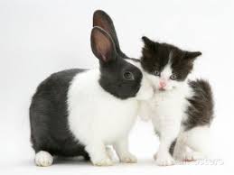 Black And White Kitten With Blue Dutch Rabbit Photographic Print Jane Burton Allposters Com In 2021 Black And White Kittens Dutch Rabbit Animals