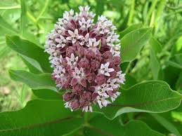 How To Grow And Care For Milkweed Plants World Of Flowering Plants Plants Milkweed Plant Planting Flowers