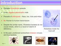 Image result for Rickettsiae