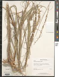 Image result for Halopyrum mucronatum