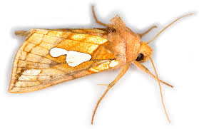 Image result for Plusia putnami