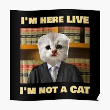 Here's how to use the snap filter that will turn you into a cat, just like texas lawyer rod ponton, who accidentally morphed into a cat during a virtual court hearing tuesday. Cat Fail Posters Redbubble