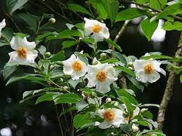 ボード wild flowers のピン