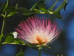 Image result for Samanea leptophylla