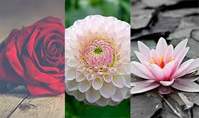 خلفيات صور ورد ورود أزهار خلفيات رومانسي خلفيات ايفون flowers rose wallpaper