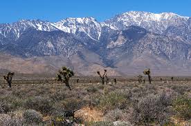 Save your searches and favorite properties for later review, get email buyer alerts of new high desert listings and price reductions, even schedule your property showings online. April 2009 California High Desert Spring Wildflowers