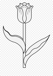 0 response to gambar bunga simple. Tulip Sketsa Gambar Bunga Tulip Png Tulips Png Free Transparent Png Images Pngaaa Com