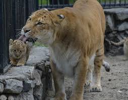 Anne Kaplan Ile Bir Aylik Disi Bebek Liger Erkek Aslan Ve Disi Kaplan Melezi Rusya 2020 Rusya Hayvanlar Kaplan