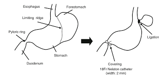 A clinical test used to identify coxa vara or a posterior hip dislocation. Preparation Of The Rat Model Of Reflux Esophagitis Duodenal Stenosis Download Scientific Diagram