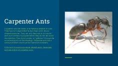 Family home pest control has over 40 years' experience providing effective pest control services in portland and the surrounding areas. 12 Know Your Bugs Ideas Pests Pest Control Bugs