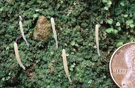 Image result for Multiclavula mucida