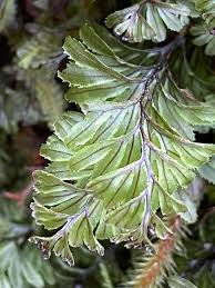 Image result for Hymenophyllum tunbridgense