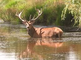 Image result for pictures of richmond park