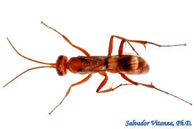 Image result for Empogona sp. A