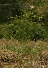 Image result for Tephrosia vogelii