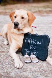 Cats Dogs Helped Owners Announce Pregnancies Baby Announcement Photos Dog Baby Announcement Baby Announcement Funny