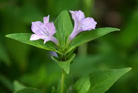 Image result for Ruellia patula