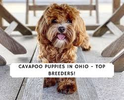 Cavapoo Puppies In Ohio Top 4 Breeders 2021 We Love Doodles
