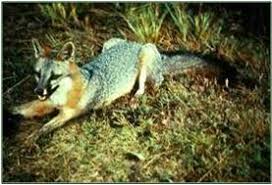 1.dugong dugong yang hanya makan rumpai laut di pinggir laut terancam akibat menebang pokok yang terpilih sahaja bagi mengelakkan kepupusan tumbuhan. Jenis Jenis Pemakanan Sains Rantai Makanan