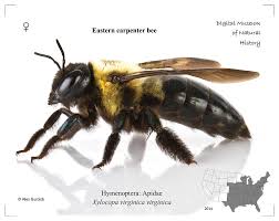 Shop for eastern carpenter bee art from the world's greatest living artists. Eastern Carpenter Bee Digital Art By Alex Surcica
