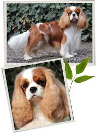 Bernese mountain dog cavalier king charles spaniel mix. Home