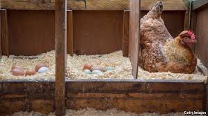 Are you wanting chickens for their meat, or for their eggs, or maybe both? Why Free Range Eggs Are Cracking The British Market The Economist