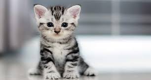 Kucing lucu #kucing ngantuk #kucing begadang #kucing imut video kucing ngantuk berat lucu bikin ngakak guling guling. 4800 Gambar Video Hewan Lucu Hd Gambar Hewan