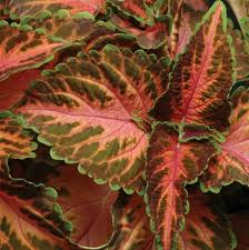 Image result for Coleus meyeri