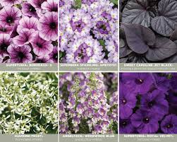 Image result for Jamesbrittenia myriantha