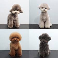 See more of short and cuts hairstyles on facebook. Toy Poodle Cuts