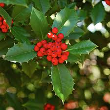 Red beauty holly shrub symmetrical grower with rich glossy leaves and abundant bright red berries. Holly Better Homes Gardens