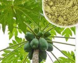 Daun betik ubat penyakit kanserkah. Anim Agro Technology Bahaya Daun Betik