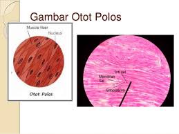 Selanjutnya akan kita bahas pada artikel di bawah ini. Jenis Jenis Jaringan Hewan Otot