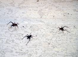 Because they are scavengers, camel crickets may actually provide an important service in our basements or garages, eating the dead stuff that accumulates there. Spider Crickets The Bugs You Don T Want In Your House This Fall Shareable Holland Sentinel Holland Mi