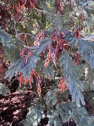 Image result for Acacia dealbata