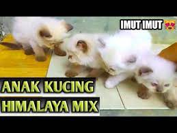 3 ekor anak kucing persia himalaya yang lucu. Inilah Anak Kucing Himalaya Mix Persia Youtube
