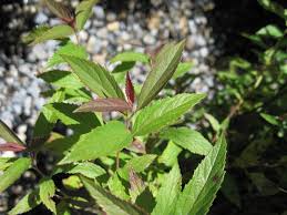 Image result for Spiraea bumalda