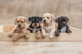 Some dogs eat livestock poo (horse/cow/sheep), others prefer cat poo, some eat other dog's poo and some eat their own. How To Care For Newborn Puppies Cesar S Way