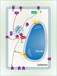 Check spelling or type a new query. Multiple Functions Of The Vacuole In Plant Growth And Fruit Quality Molecular Horticulture Full Text