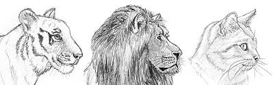 Erst im zweiten schritt wird es darum gehen, das wahrgenommene auf deinen maluntergrund zu übertragen und mit. Einen Tiger Malen Und Zeichnen