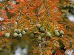 Image result for Taxodium