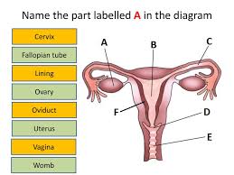 Maybe you would like to learn more about one of these? Female Reproductive System Ppt Download