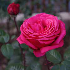 ورد جوري وردي pesquisa google rosas te amo