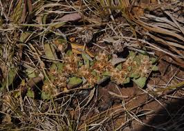 Image result for Guilleminea densa