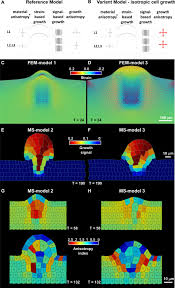Maybe you would like to learn more about one of these? Organ Geometry Channels Reproductive Cell Fate In The Arabidopsis Ovule Primordium Elife