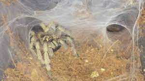 We did not find results for: Holothele Incei Trinidad Olive Tarantula Feeding Youtube