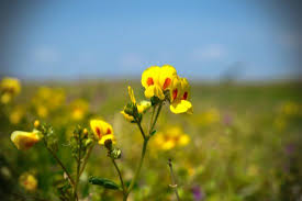 Image result for Smithia