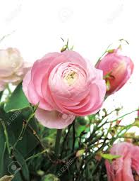 Sur la photo, le bouquet présenté est un grand modèle. Pivoine Ou Renoncule Bouquet De Fleurs Isole Sur Blanc Banque D Images Et Photos Libres De Droits Image 61244854