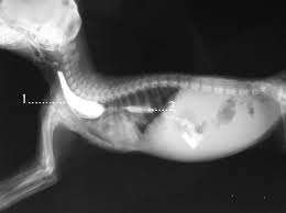 Congenital megaesophagus is believed to occur due to incomplete nerve development in the esophagus. Esophagram Lateral View Of An Immature Cat Using Barium Sulfate Download Scientific Diagram
